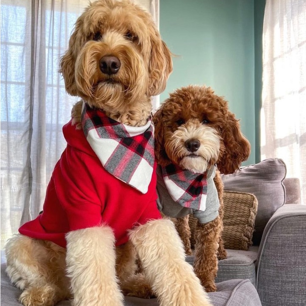 Dog bandana, size S—perfect for Christmas! 🎄🐶